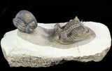 Dramatic Tower-Eyed Erbenochile Trilobite With Barrandeops #46442-1